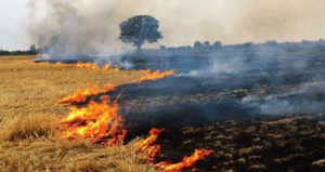 Farmers from Rajanna Siricilla district burn paddy
