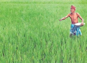 Farmer associations decry Telangana Govt’s expansion of cotton cultivation