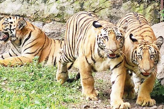 Royal Bengal tiger adopted in Nehru Zoo