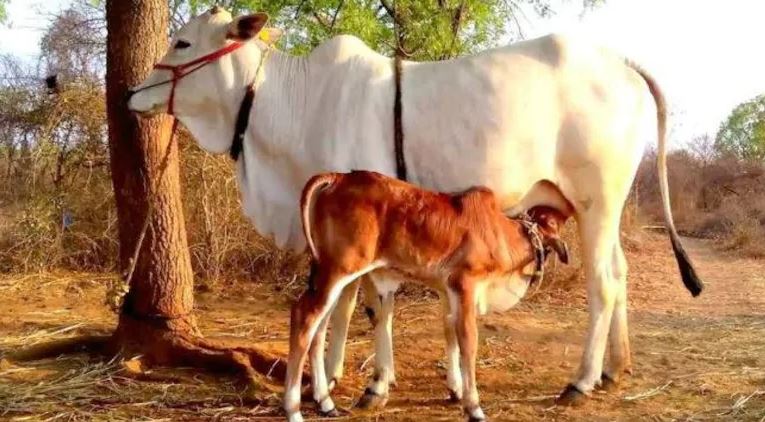 CowBE